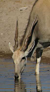 African Eland